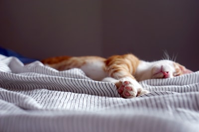 橙色斑猫睡在黑白条纹织物上